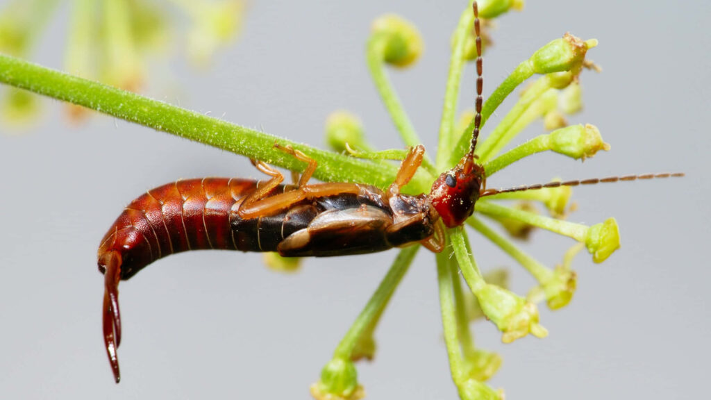 Close-up of reddish-brown earwig with pincers on green stem natural insect wallpaper background