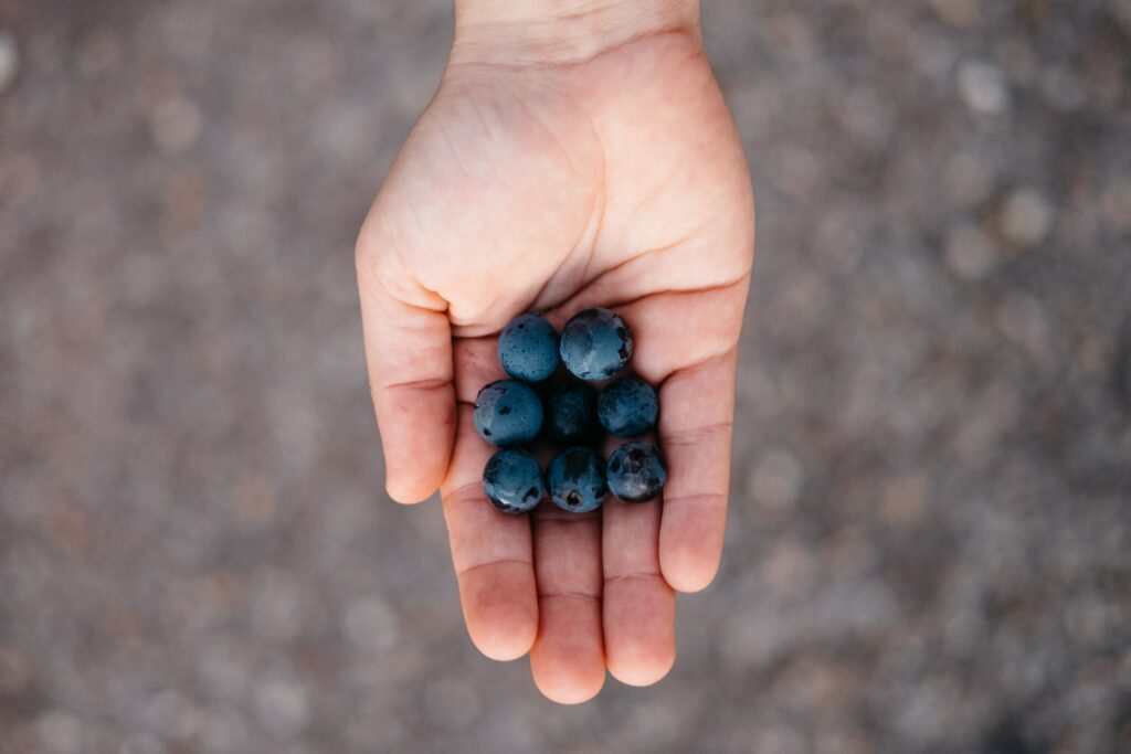 Vibrant Blueberries: Close-Up Handshot for Stunning Wallpaper Background
