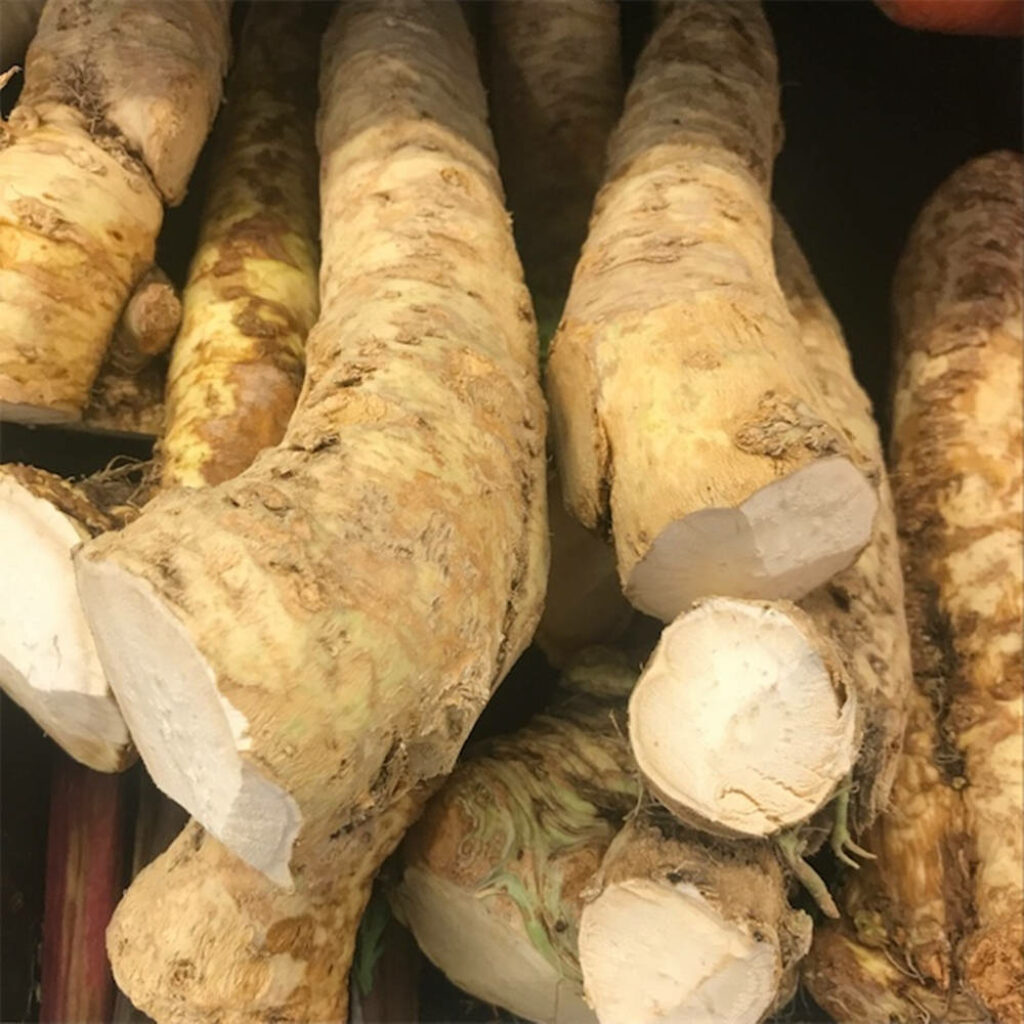 Close-Up of Fresh Horseradish Roots: Rough Texture Wallpaper Background
