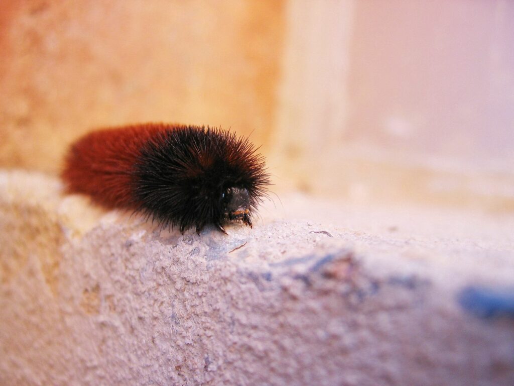 Vibrant Furry Insect Close-Up: Textured Surface Wallpaper Background