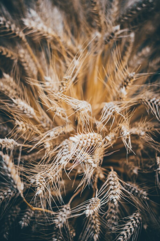 Intricate Close-Up of Golden Rye Spikelets - Stunning Wallpaper Background
