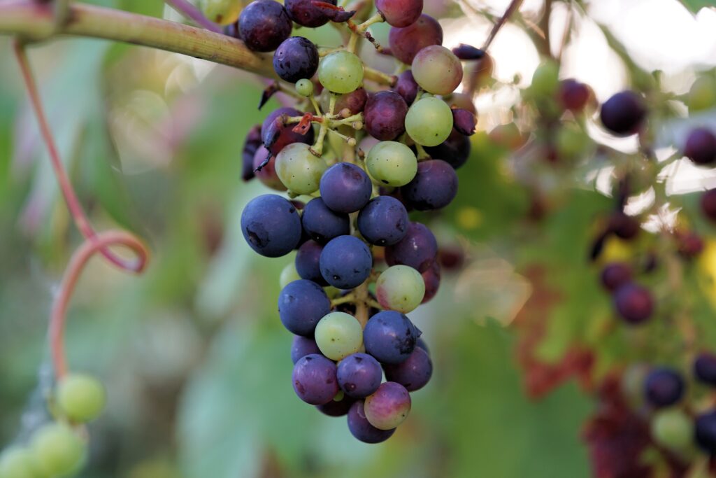 Vibrant Ripe Grapes Close-Up: Green, Purple, Blue Wallpaper