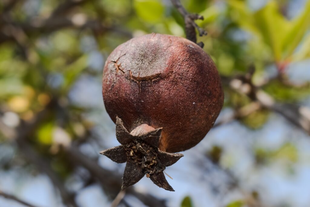 Close-Up of Ripe Pomegranate on Tree Branch – Vibrant Green Wallpaper