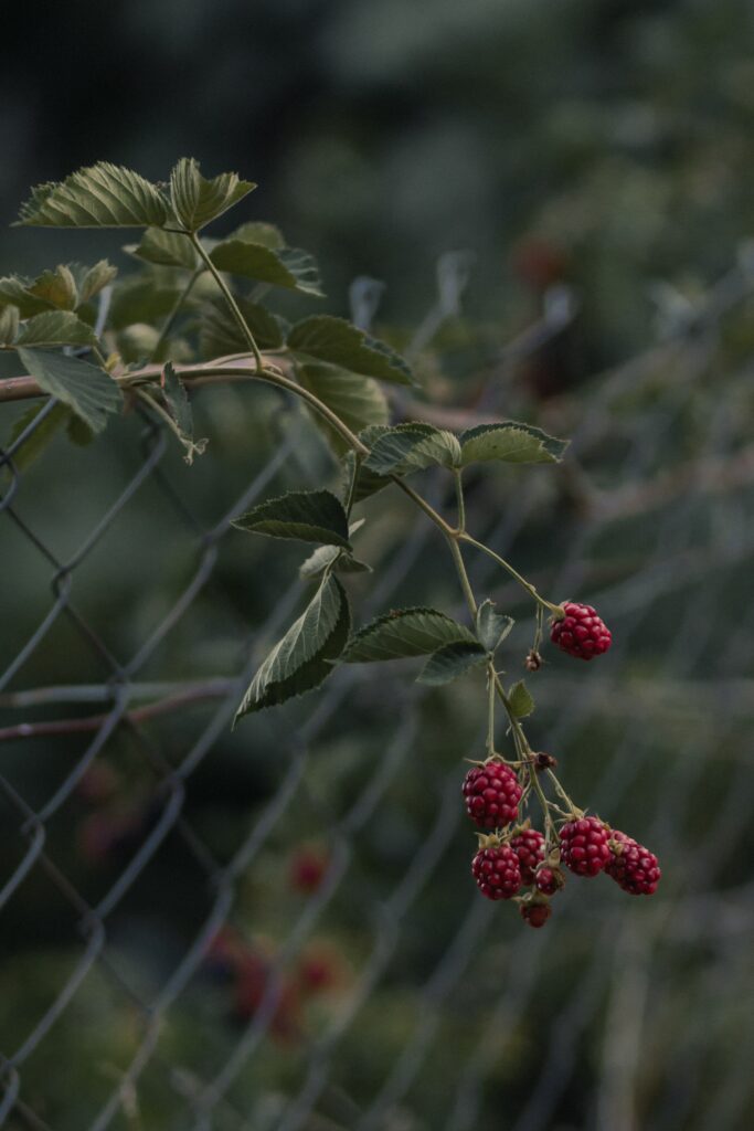 Ripe Raspberries Close-Up: Rich Red Hues Wallpaper Background