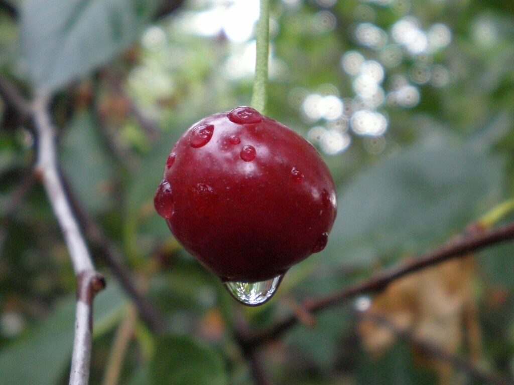 Ripe Red Cherry Close-Up with Water Droplets | Nature Wallpaper