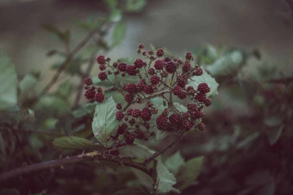 Close-Up of Ripe & Unripe Blackberries Amid Lush Green Leaves Wallpaper