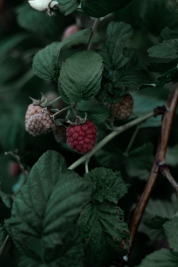 Close-Up of Ripe & Unripe Raspberries on Green Leaves - Wallpaper