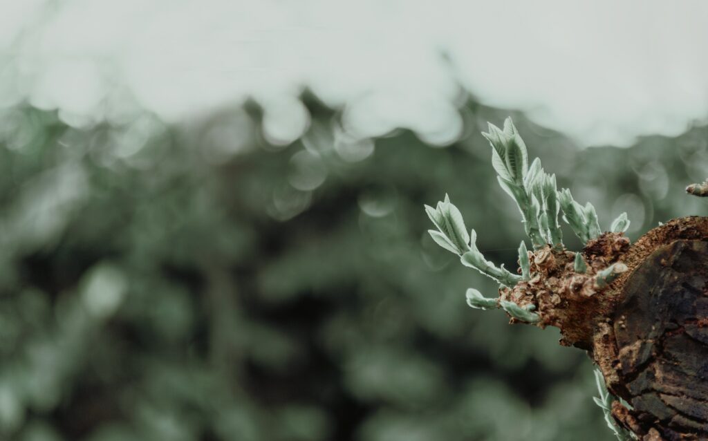 Small Green Sprouts on Tree Branch – Nature Wallpaper Background