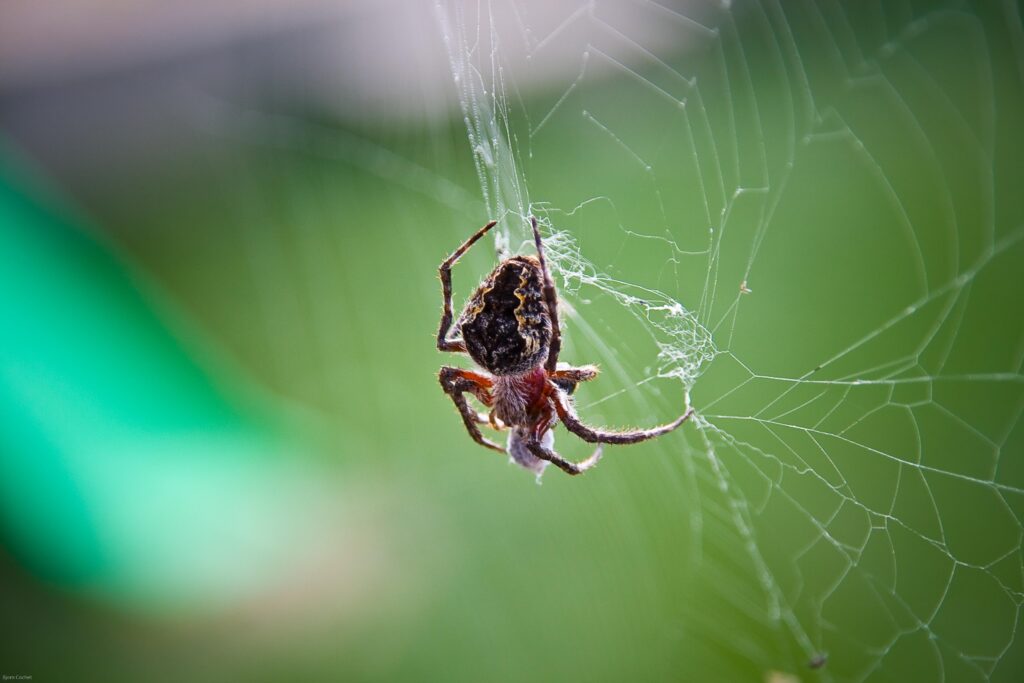 Intricate Spider Weaving Web - Nature's Art Wallpaper Background