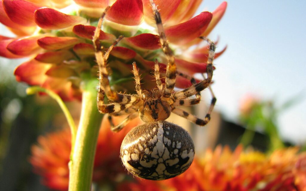Close-Up of Spider on Vibrant Flower - Intricate Nature Wallpaper