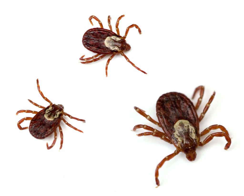 Close-Up of Three Brown Ticks: Detailed Textures on White Wallpaper