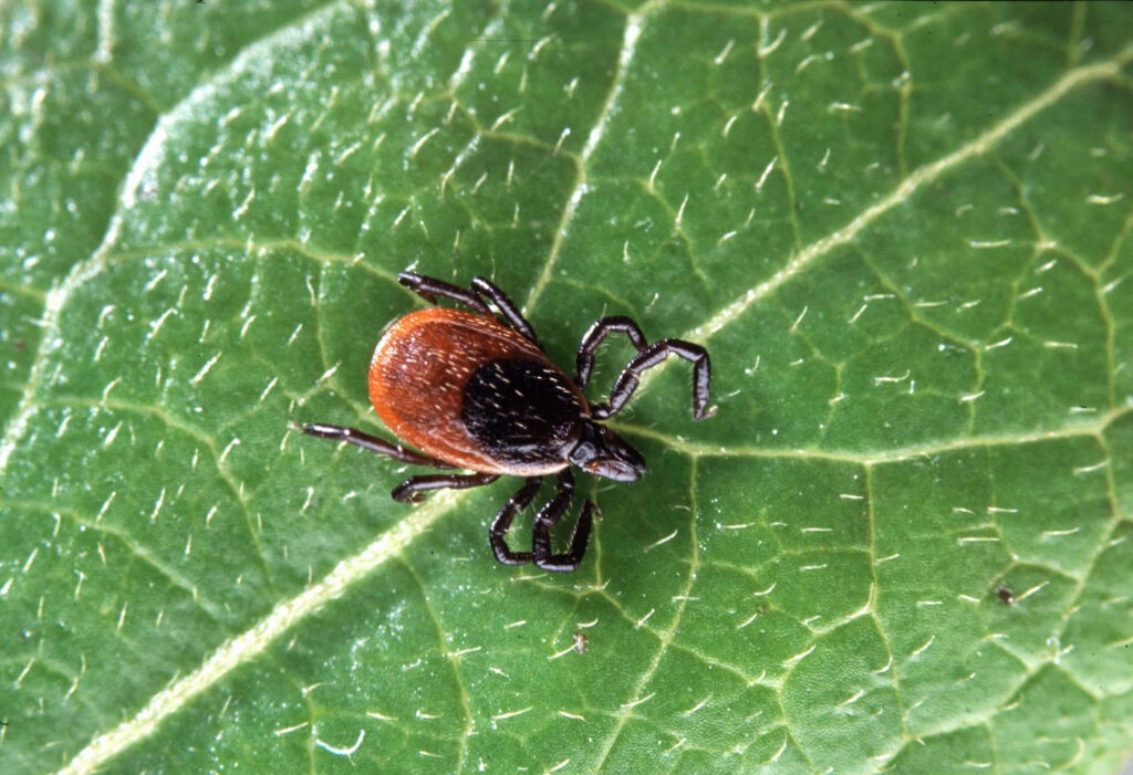 Close-Up of Tick on Green Leaf: Detailed Structure Wallpaper