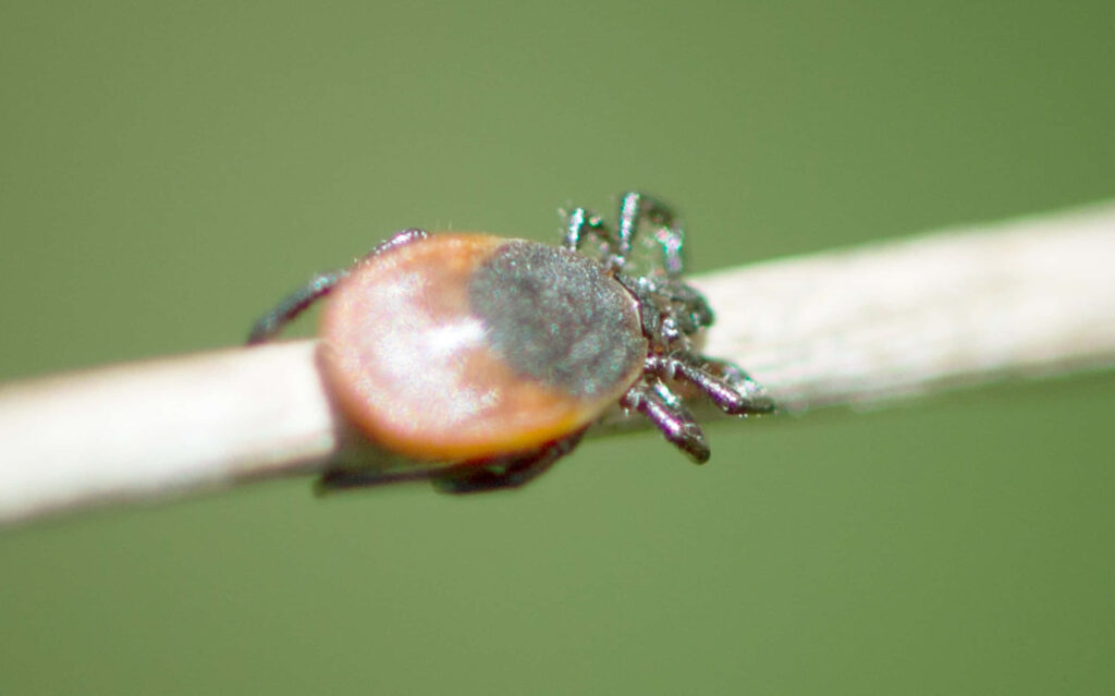 Close-Up of a Tick on Stick: Detailed Body Structure Wallpaper