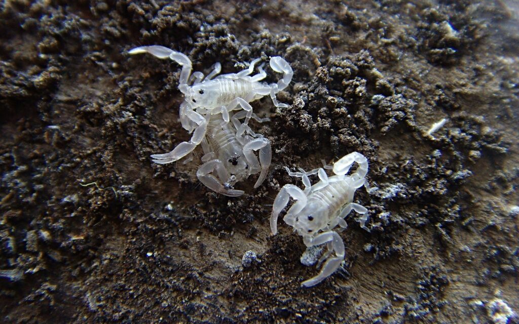 Close-Up of Translucent Scorpions on Textured Earthy Wallpaper