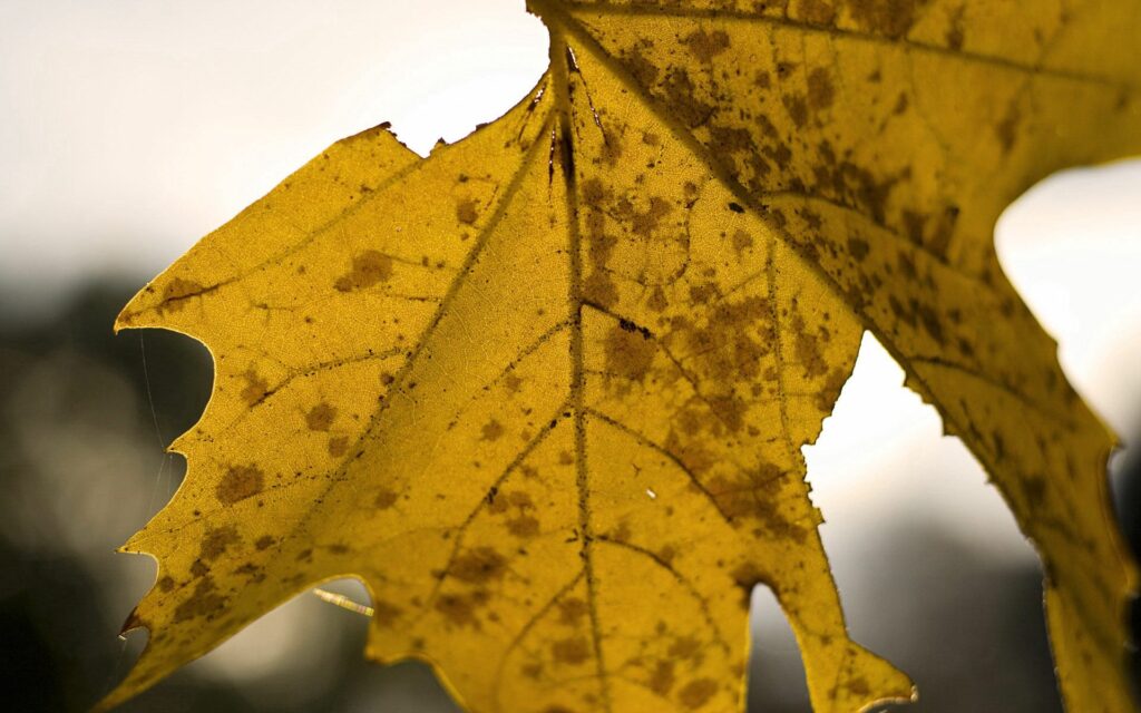 Intricate Yellow Maple Leaf Close-Up: Fall Wallpaper Background