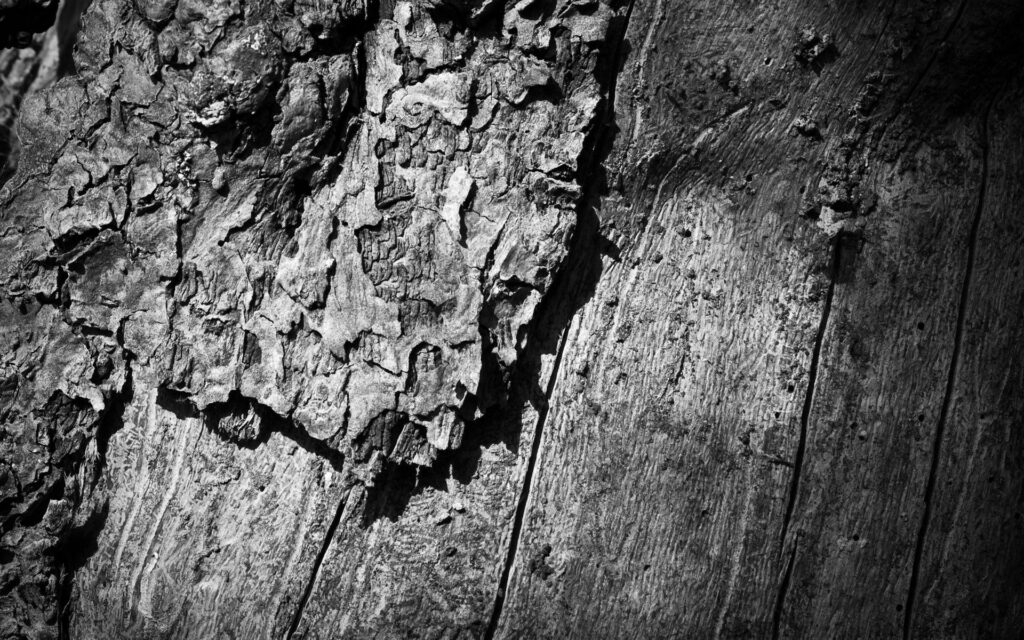Intricate Black and White Tree Trunk Wallpaper - Textured Bark Background