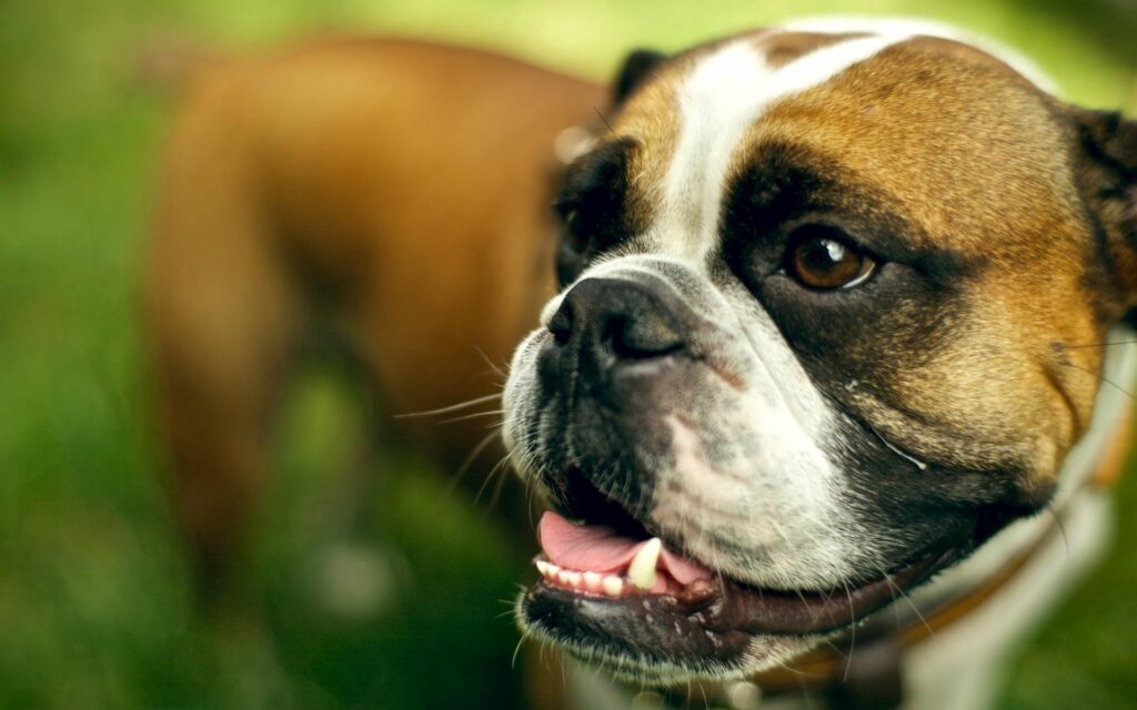 Close-Up of a Tired Boxer Dog with Muzzle on Blurred Green Background Wallpaper