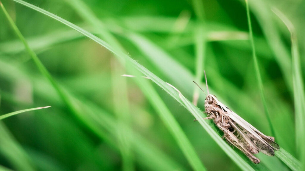 Close-Up of Grey Grasshopper on Green Grass - Serene Nature Wallpaper