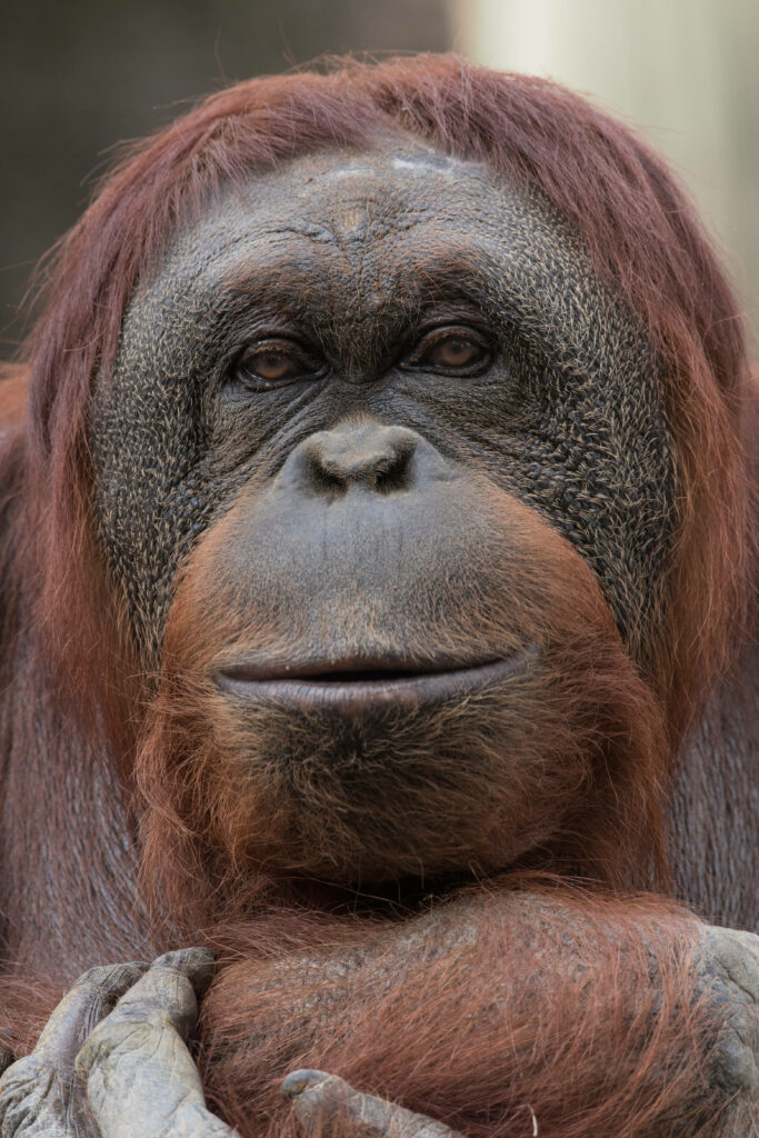 Stunning Orangutan Close-Up: Captivating Details & Serene Expression Wallpaper