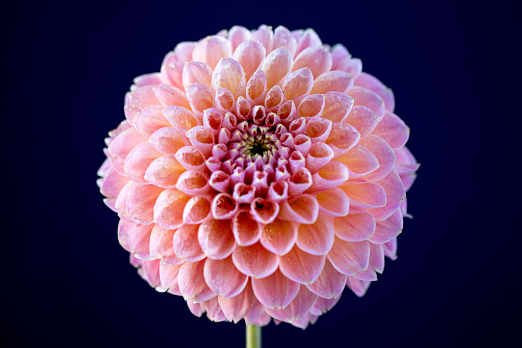 Pink Dahlia Close-Up on Deep Blue Background - Floral Wallpaper