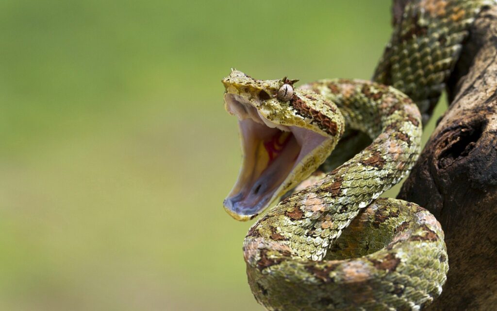 Close-Up Snake Wallpaper: Aggressive Stance & Intricate Scales