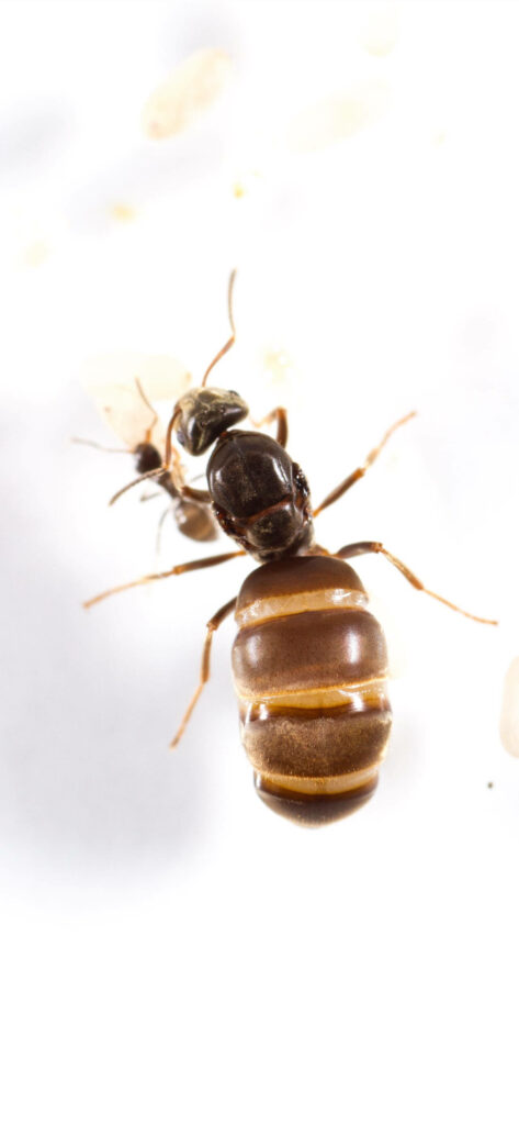 Close-up of ant abdomen showing detailed segments on bright clean background wallpaper
