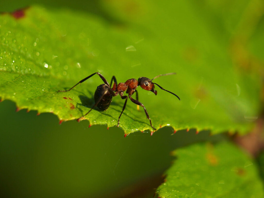 Close-up of an ant exploring a vibrant green leaf showing detailed insect and foliage textures Wallpaper