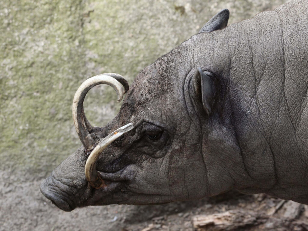 Close-up profile of babirusa with curled tusks and textured skin natural wildlife wallpaper background