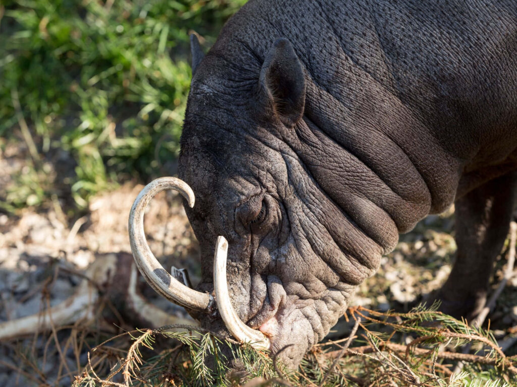 Close-up babirusa wallpaper showing curled tusks and textured skin in natural habitat background