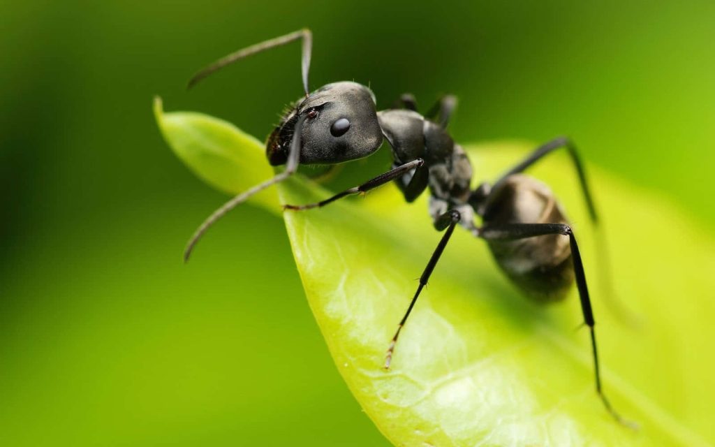 Close-up of black ant on vibrant green leaf with soft blurred background nature wallpaper