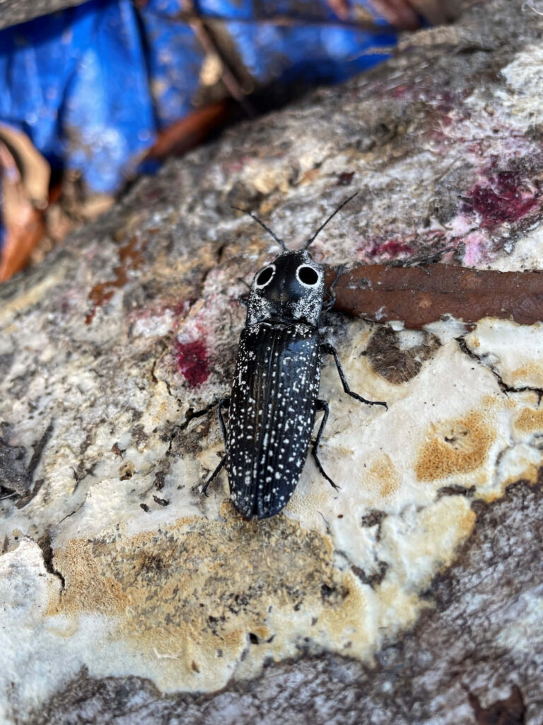 Close-up of black click beetle with white speckles on textured tree bark in natural setting Wallpaper