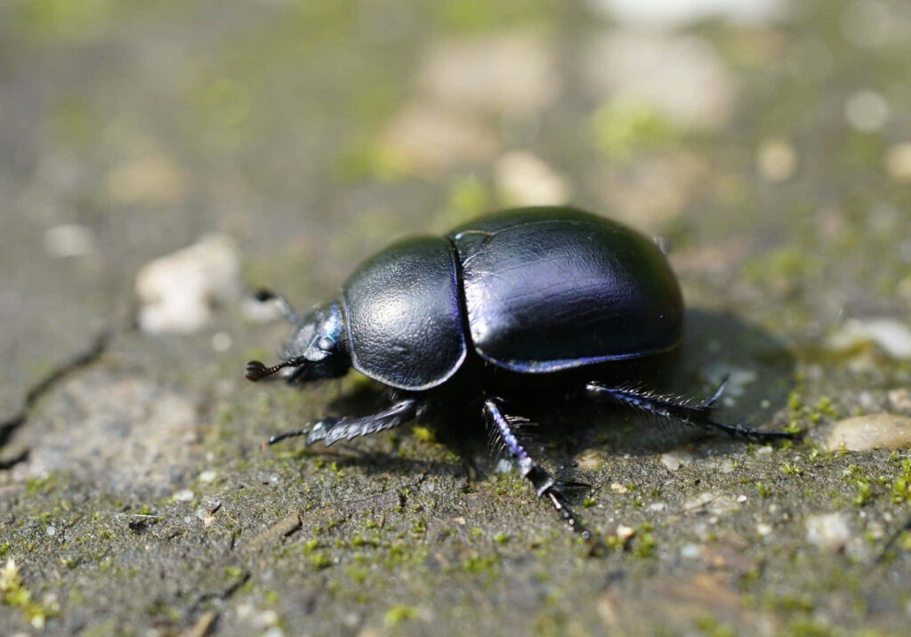 Close-up of shiny black dung beetle on textured earthy ground with blurred green brown background Wallpaper