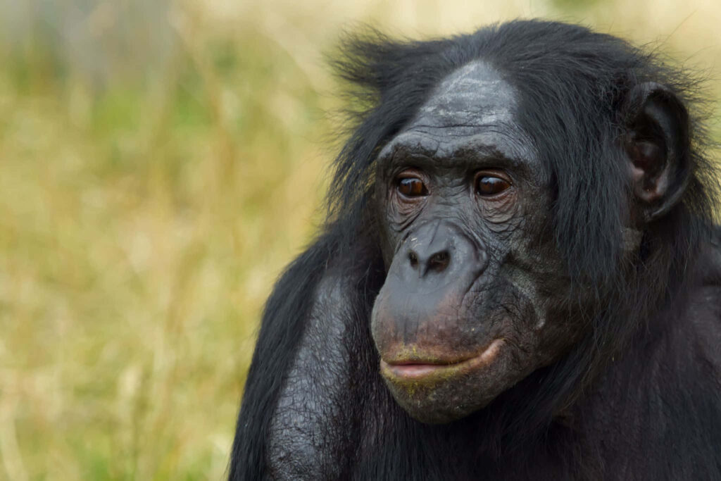 Close-up portrait of bonobo with expressive eyes and detailed fur in natural green and yellow habitat Wallpaper