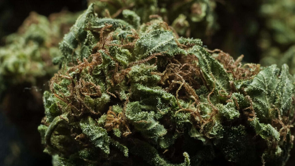 Close-up of cannabis bud with dense trichomes vibrant green hues and delicate orange pistils wallpaper