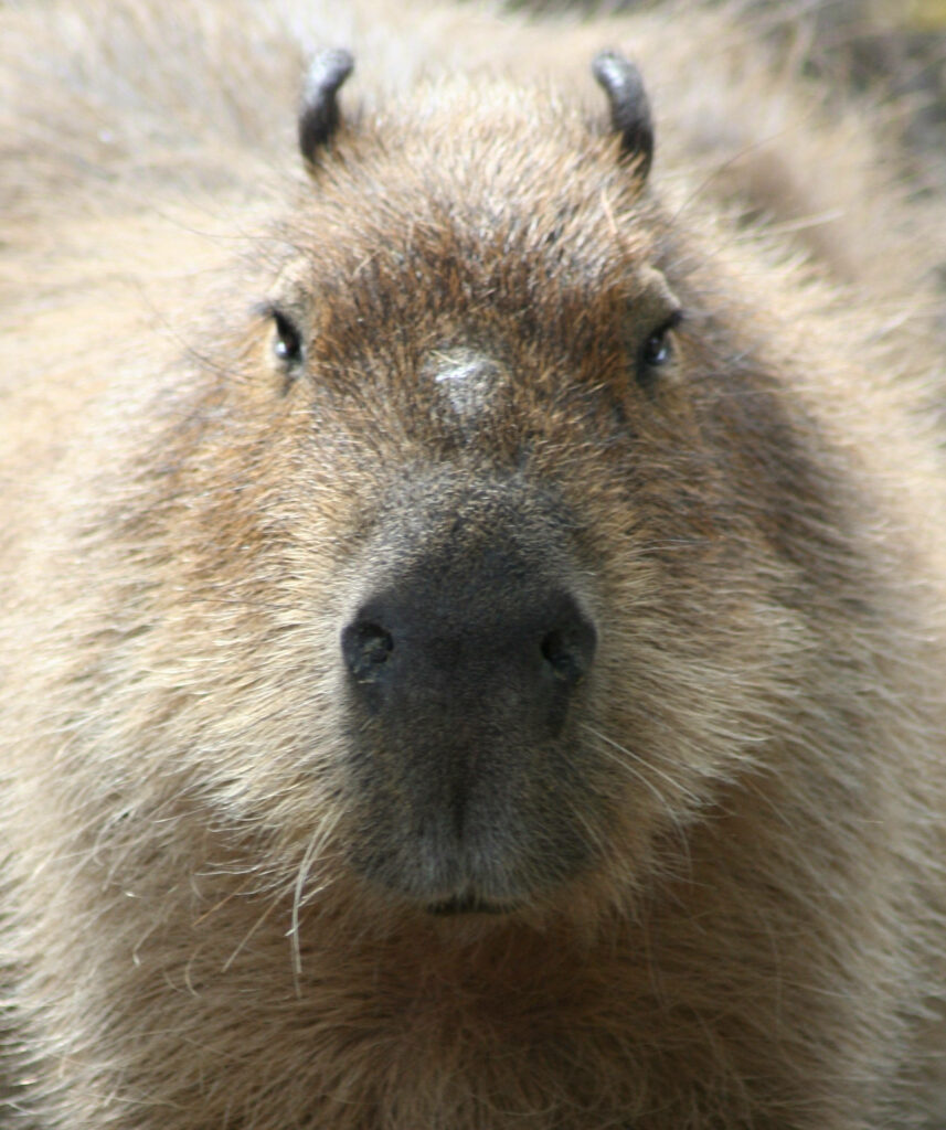 Close-up capybara with textured brown fur and gentle expression in natural earthy tones wallpaper