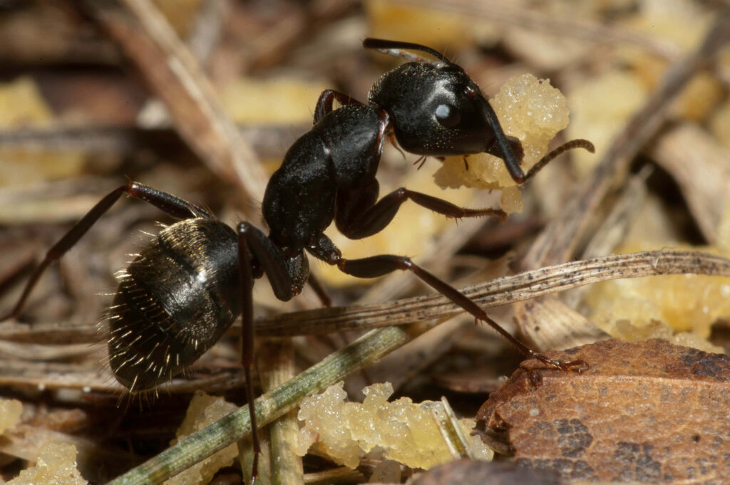 Close-up of glossy black Carpenter Ant carrying food on dried grass natural background detailed Wallpaper