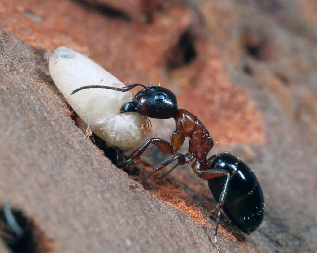 Close-up of glossy black and red carpenter ant carrying larva on textured earthy background wallpaper