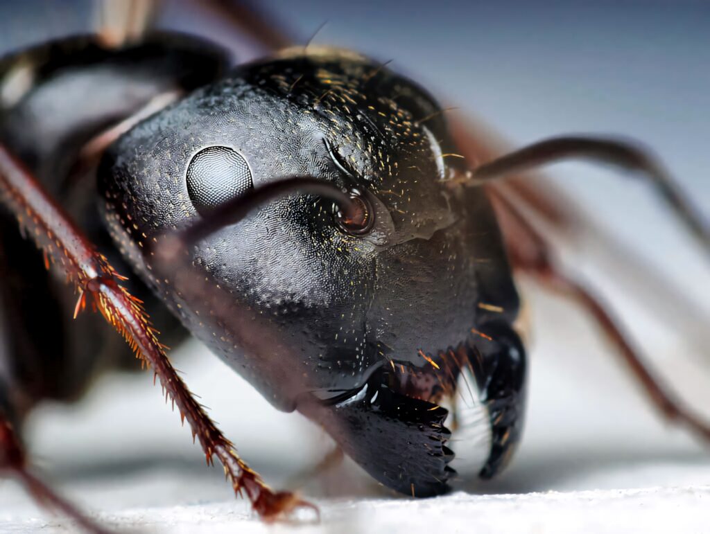Close-up macro of carpenter ant showing textured black exoskeleton large mandibles and antennae Wallpaper