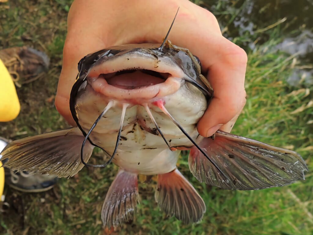 Close-up of a Channel Catfish with wide mouth and whisker barbels held in hand outdoors wallpaper