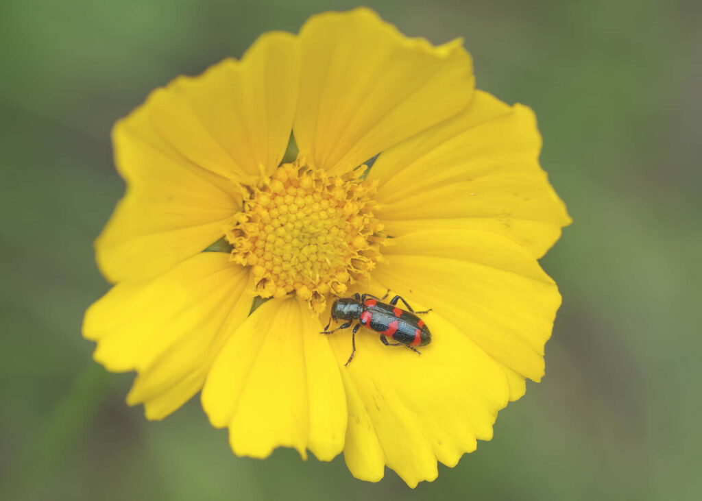 Close-up of checkered beetle with black red markings on bright yellow flower with green background Wallpaper