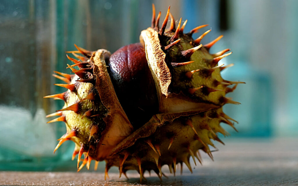 Close-up of a chestnut in spiky shell showing sharp textures and rich brown hues wallpaper background