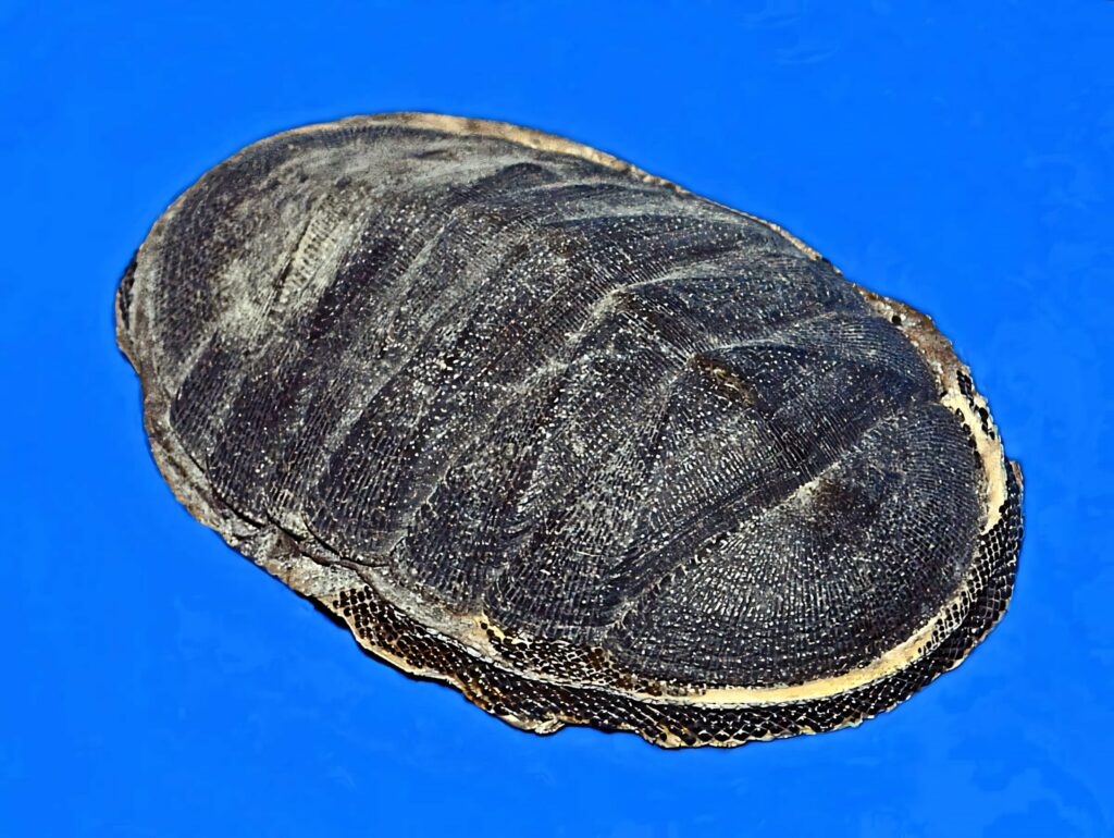 Close-up of chiton mollusk with textured segmented shell on vivid blue marine wallpaper background