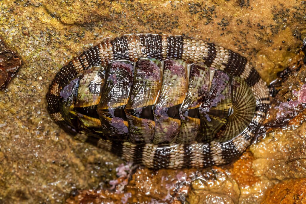 Close-up of a chiton on wet rocky shore showing segmented armored shell and natural habitat Wallpaper