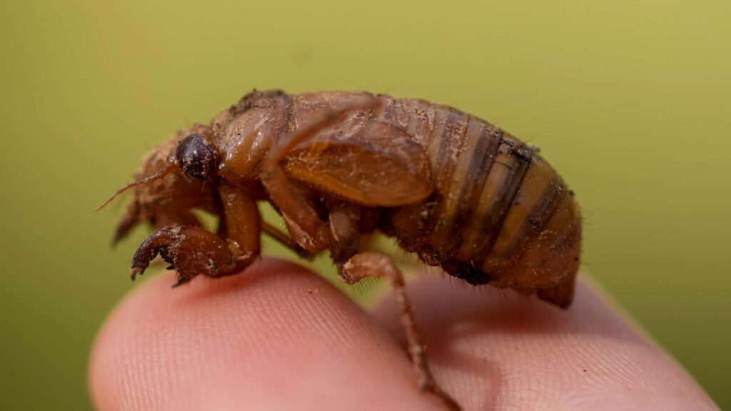 Close-up of cicada nymph on fingertip showing textured exoskeleton and earthy brown tones Wallpaper