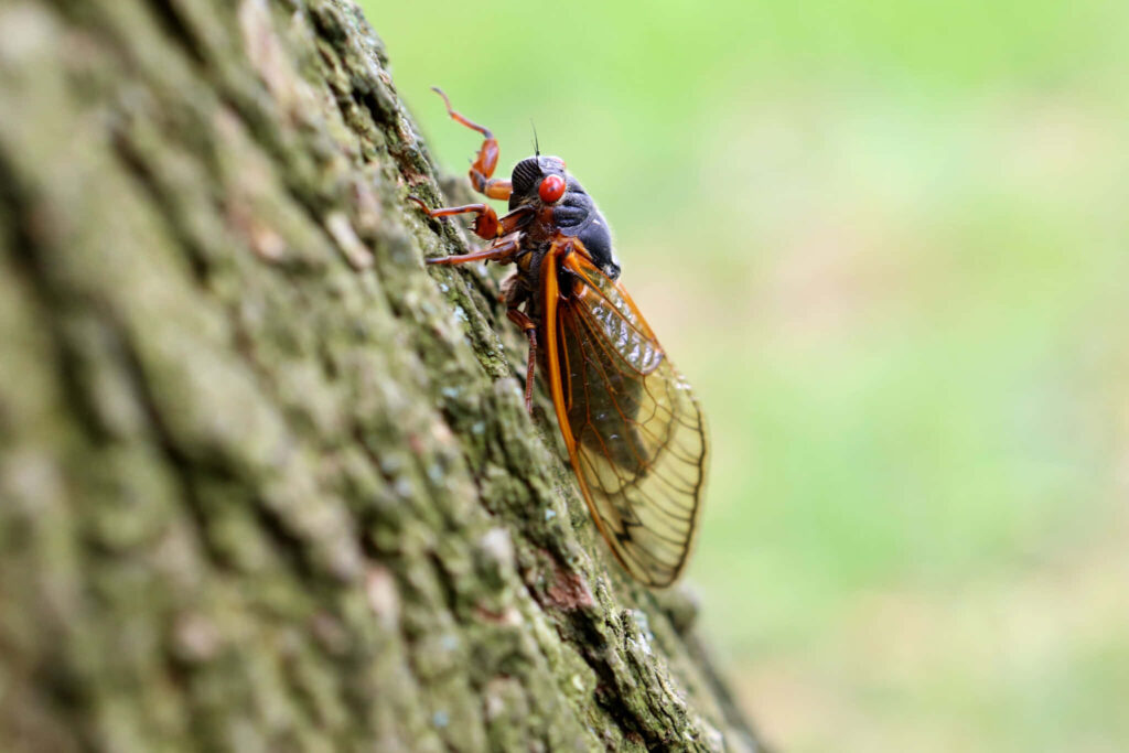 Close-up of cicada on tree bark showing golden wings red eyes and detailed body outdoors Wallpaper