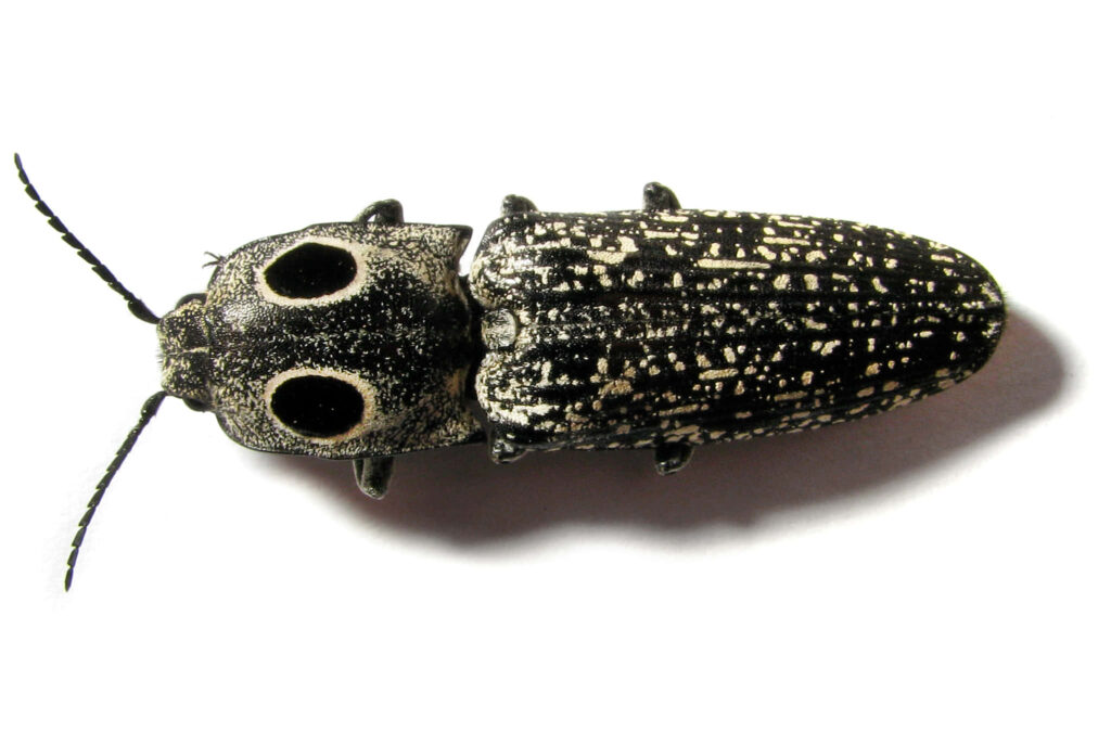 Close-up of a black and white speckled click beetle on white background detailed textured exoskeleton Wallpaper