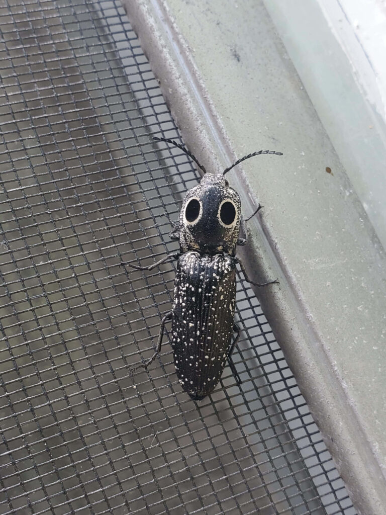 Close-up of dark textured click beetle with eye-like spots on metal mesh screen background Wallpaper