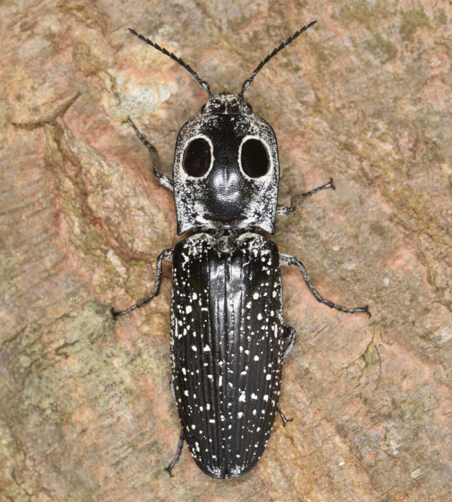 Close-up of click beetle on textured bark with black body white speckles and eye-like spots Wallpaper