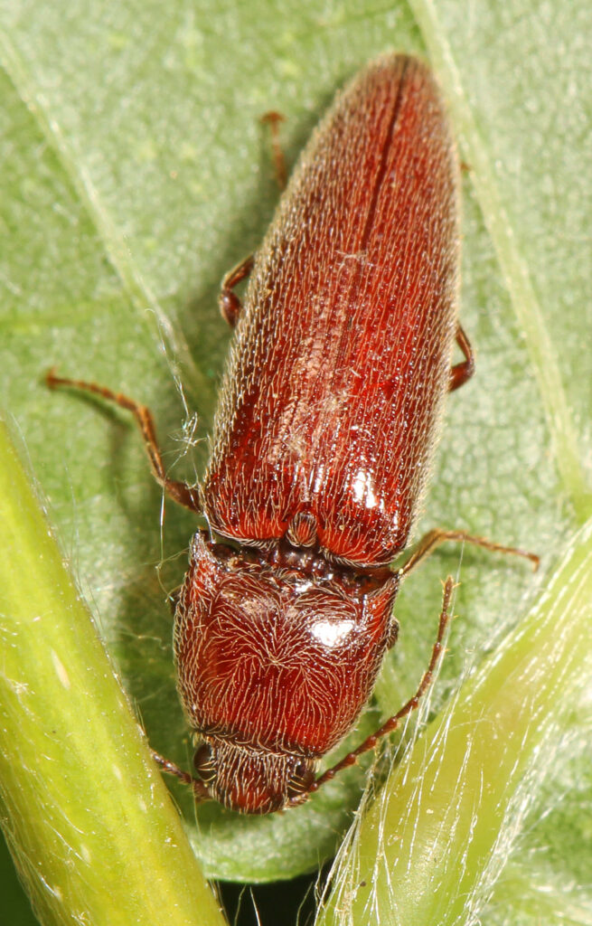 Close-up of reddish-brown click beetle with metallic sheen on vibrant green leaf with detailed veins Wallpaper