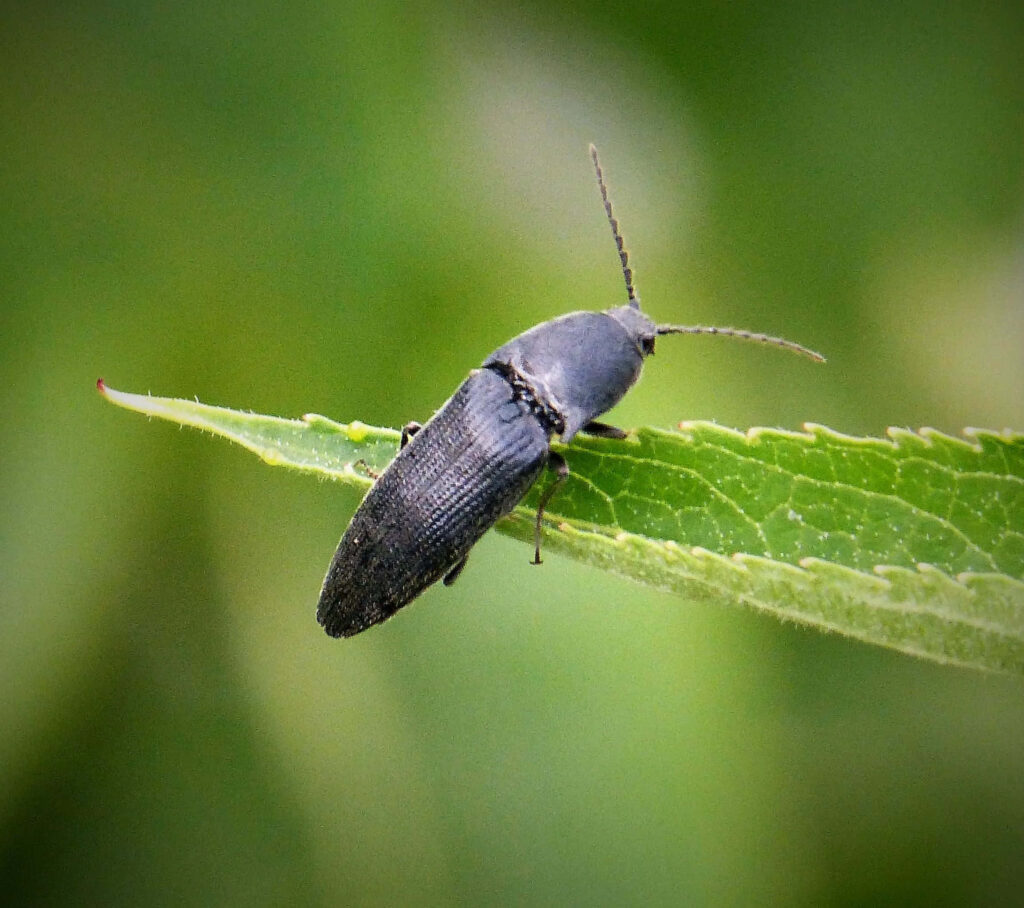 Close-up of a metallic click beetle on vibrant green leaf with detailed textures and soft background Wallpaper